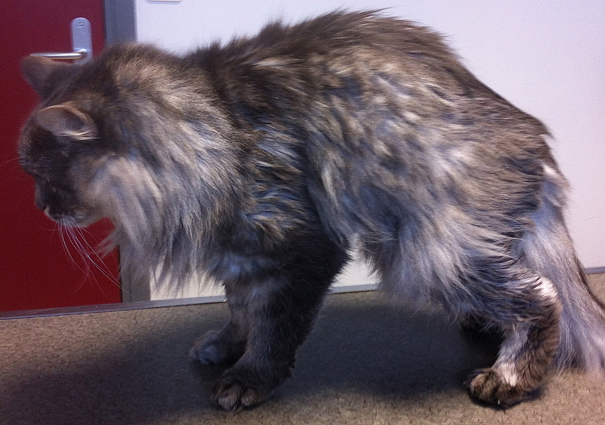 Prise en charge de la douleur arthrosique chez un chat âgé avec le laser thérapeutique
